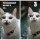 котэ
