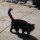 котэ охранник
