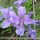 цвиточег ирисы))))