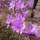 Rhododendron dauricum
