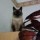 Старый котэ изображает копилку на кухонном шкафу