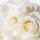 White roses wallpaper-1280
