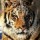 тигр