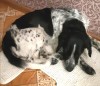 Объявление №