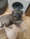Объявление №