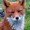 foxkidred