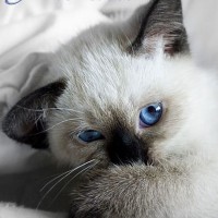 Олеся Брель