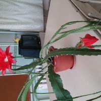 Константинточно