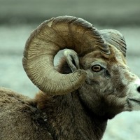 Инструктор