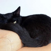 Nyarish