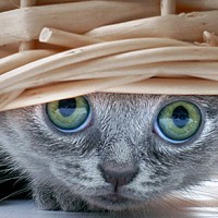 Жена футболиста