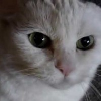 Злой котяра