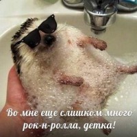 Бурда