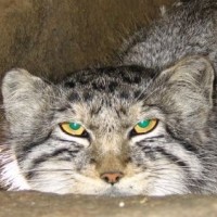 Кот не кастрированный