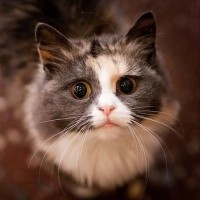 Александр Иванов