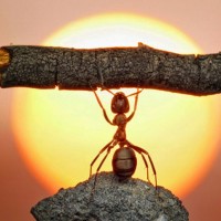 Александр Лапардин