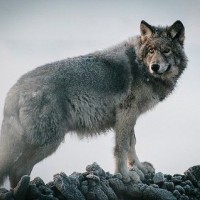 Виктор Палыч