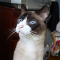 Ирина Егорова