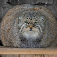 Суровый Котэ