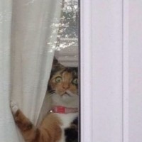 Таскэ Хигаши