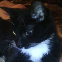 Альтовских Максим