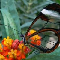 вероника иванова(антонова)