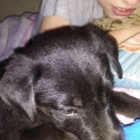 спелая вишня