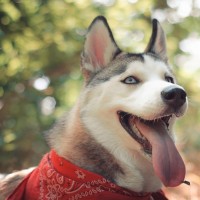 Александр ФЕД