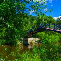 Голубые Ели