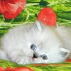 Смотреть профиль пользователя.