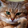 Смотреть профиль пользователя.