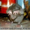 Смотреть профиль пользователя.