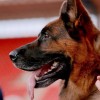 Смотреть профиль пользователя.