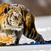 Смотреть профиль пользователя.