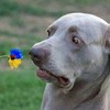 Смотреть профиль пользователя.