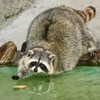 Смотреть профиль пользователя.