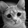 Смотреть профиль пользователя.