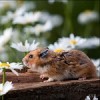 Смотреть профиль пользователя.