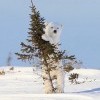 Одмин готовит к обновлению шапку ЖА.