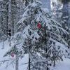и вот она нарядная на праздник к нам пришла
