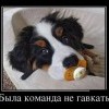 Не гавкать