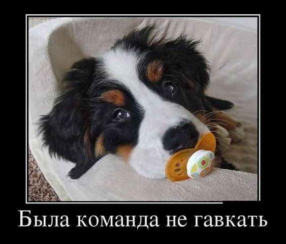 Не гавкать