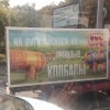 На лугу пасутся ко...