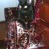 кот КУЗЯ