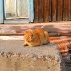 расцветовский рыжий))))))