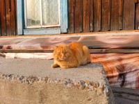 расцветовский рыжий)))))) расцветовский рыжий))))))