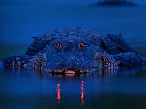 Плавучий чимадан или есчо адна Нучобля))))