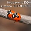 Коровки...