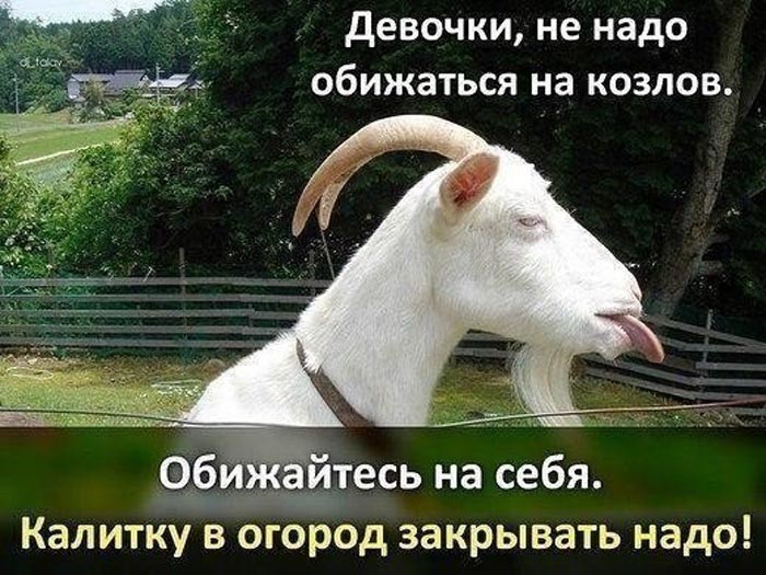 На козлов-не обижаются