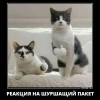 Шуршащий пакет Шуршащий пакет